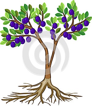 Cartoon plum tree with green crown, ripe blue plums and root system isolated on white